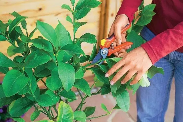 Growing a lemon (lemon tree) from a seed at home