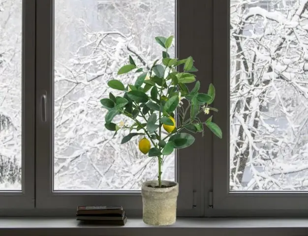 Growing a lemon (lemon tree) from a seed at home