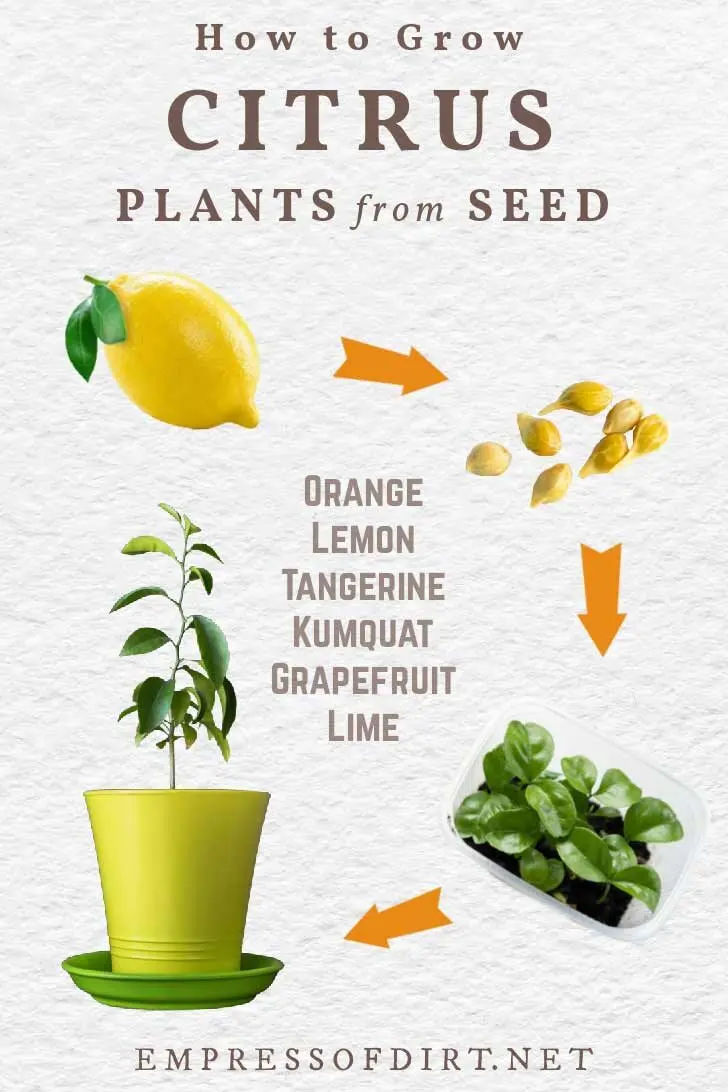 Growing a lemon (lemon tree) from a seed at home