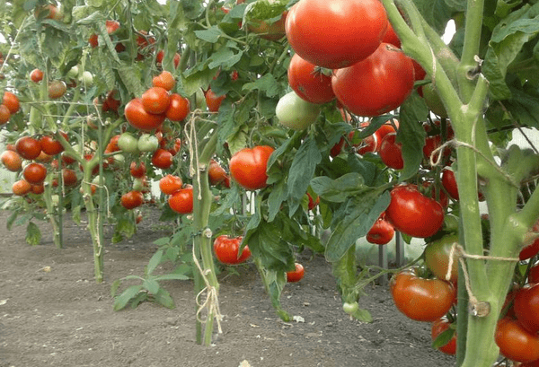 Growing a rich tomato crop: mandatory measures