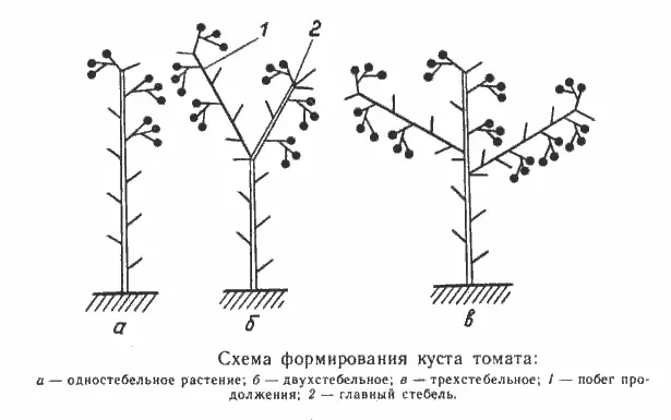 Growing a rich tomato crop: mandatory measures