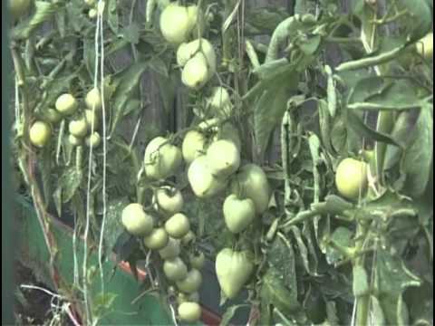 Growing a rich tomato crop: mandatory measures