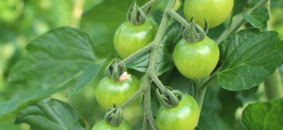 Growing a rich tomato crop: mandatory measures