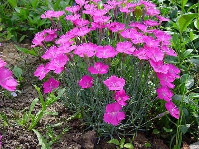 Growing alpine cloves from seeds