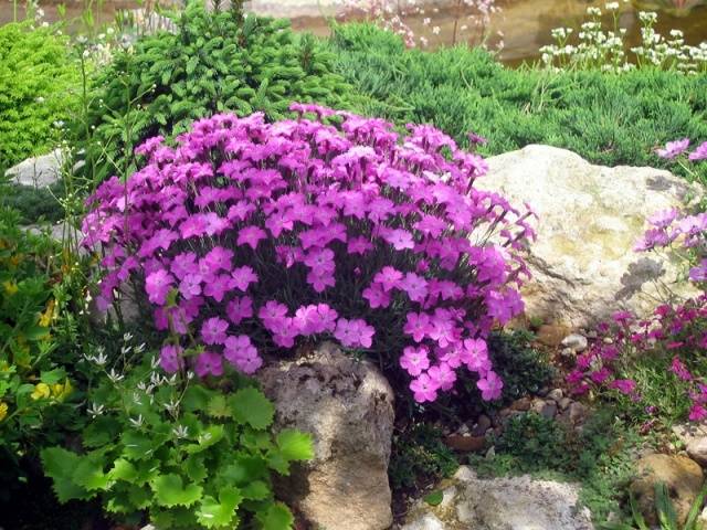 Growing alpine cloves from seeds