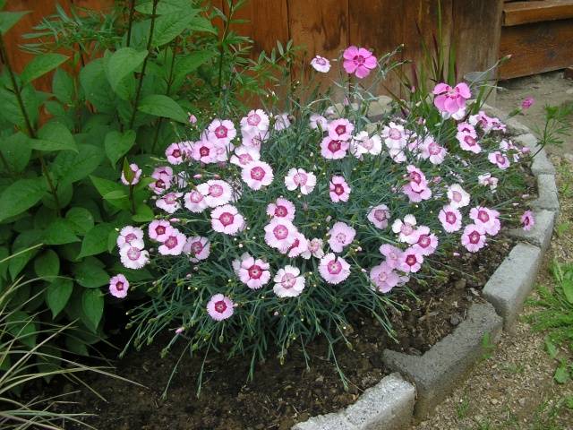 Growing alpine cloves from seeds