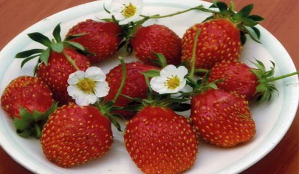 Growing ampelnh varieties of strawberries with a photo