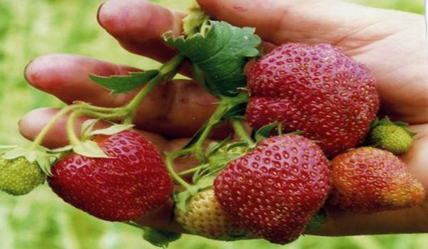 Growing ampelnh varieties of strawberries with a photo