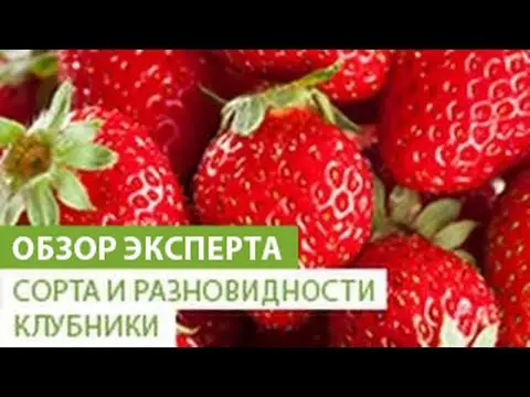 Growing ampelnh varieties of strawberries with a photo