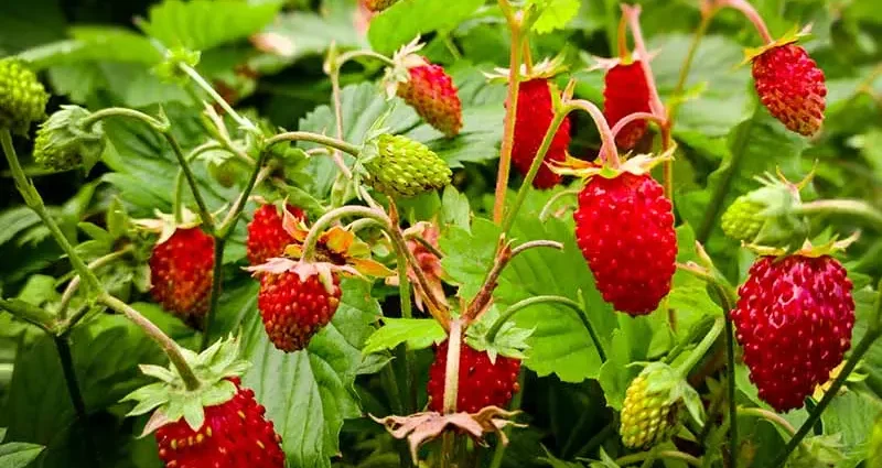 Growing ampelnh varieties of strawberries with a photo