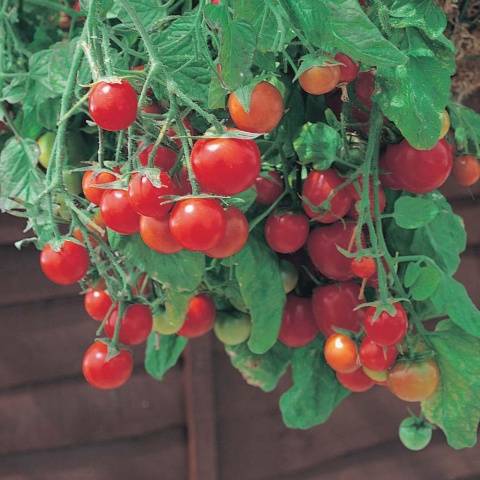 Growing ampelous tomatoes on the window 