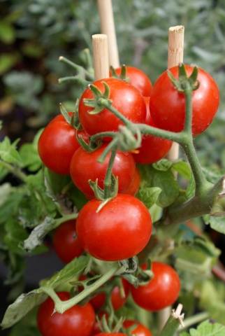 Growing ampelous tomatoes on the window 