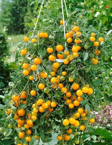 Growing ampelous tomatoes on the window 