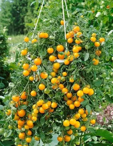 Growing ampelous tomatoes on the window 