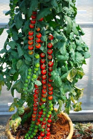 Growing ampelous tomatoes on the window 