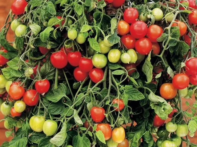 Growing ampelous tomatoes on the window 