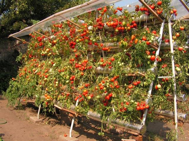 Growing ampelous tomatoes on the window 