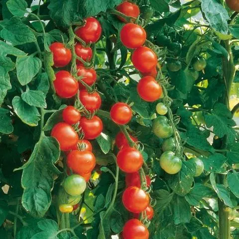 Growing ampelous tomatoes on the window 