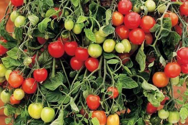 Growing ampelous tomatoes on the window 