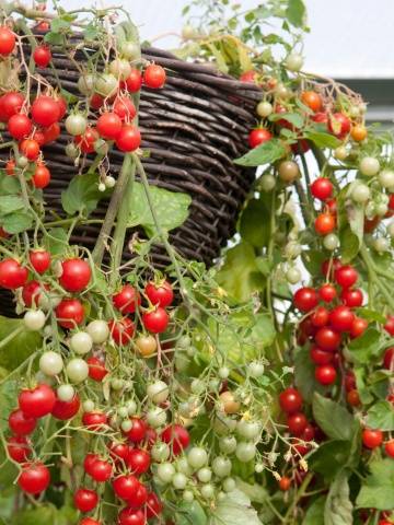 Growing ampelous tomatoes on the window 