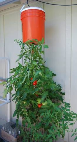 Growing ampelous tomatoes on the window 