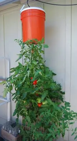 Growing ampelous tomatoes on the window 