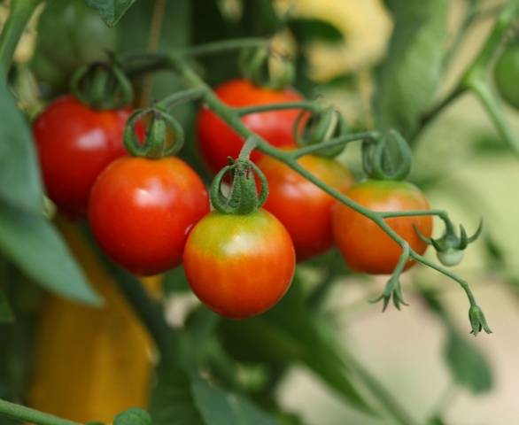 Growing ampelous tomatoes on the window 