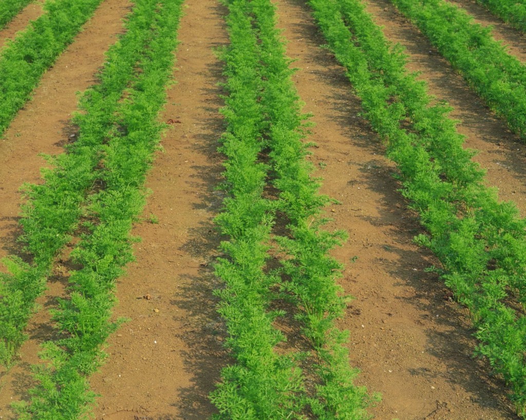 Growing and caring for carrots in the open field