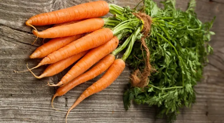 Growing and caring for carrots in the open field