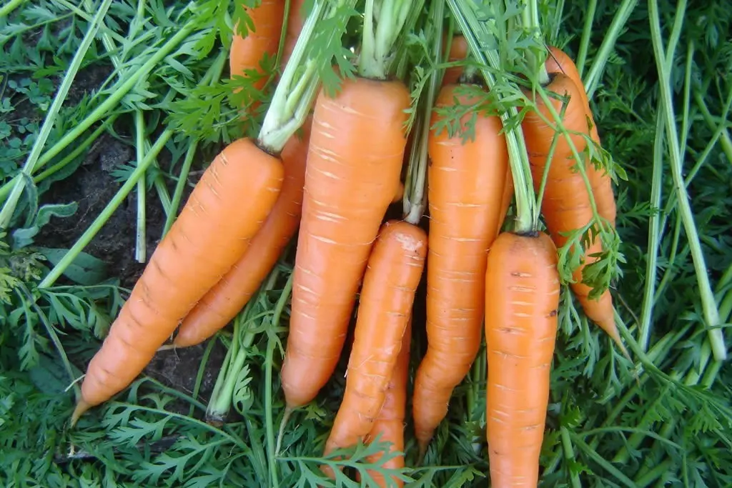 Growing and caring for carrots in the open field