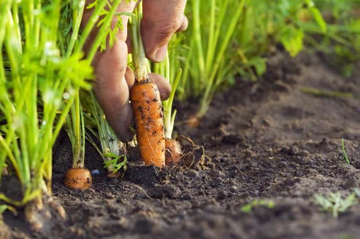 Growing and caring for carrots in the open field