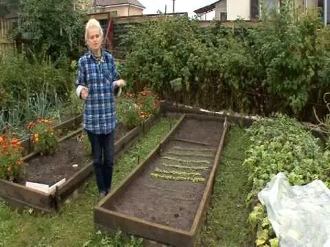 Growing and caring for carrots in the open field