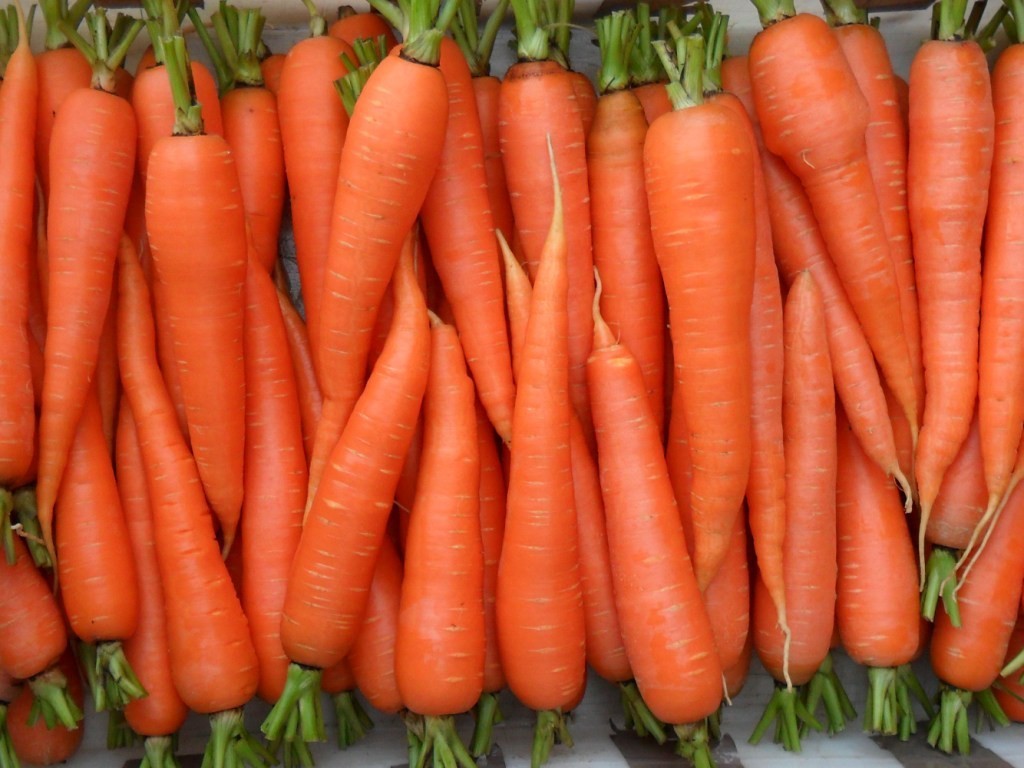 Growing and caring for carrots in the open field