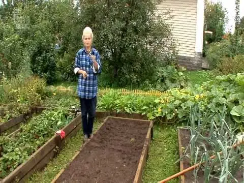 Growing and caring for carrots in the open field