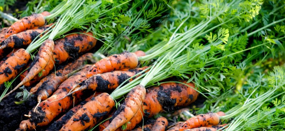 Growing and caring for carrots in the open field