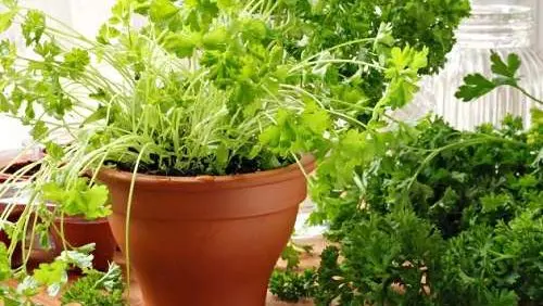 Growing and caring for cilantro: how to plant greens at home