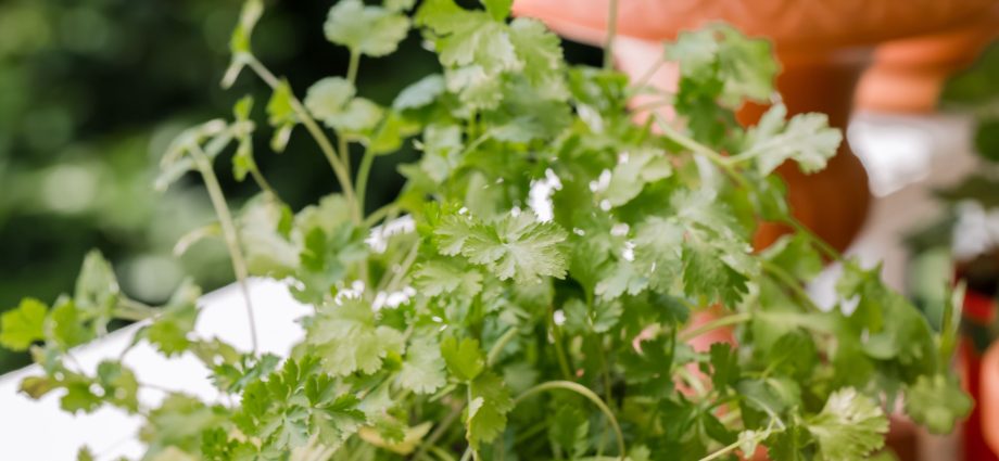 Growing and caring for cilantro: how to plant greens at home