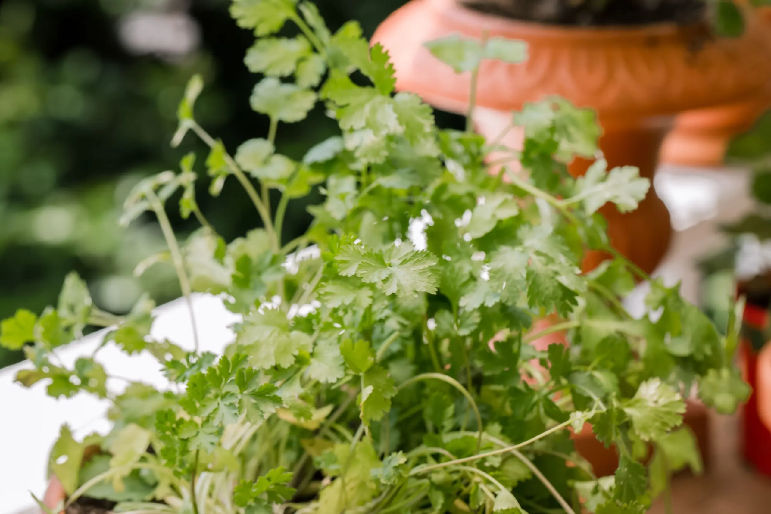 Growing and caring for cilantro: how to plant greens at home