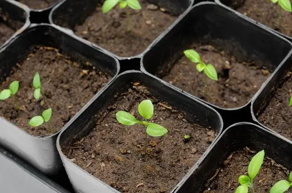 Growing and caring for eggplant in a greenhouse: top dressing and fertilizer