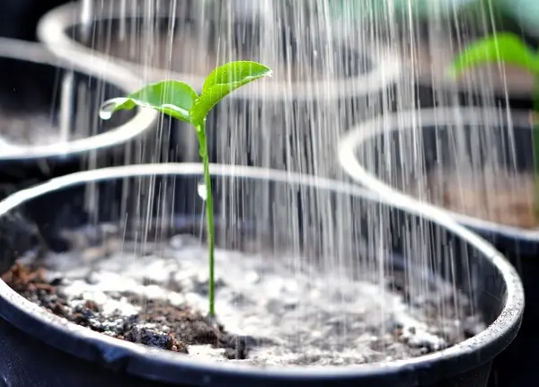 Growing and caring for eggplant in a greenhouse: top dressing and fertilizer