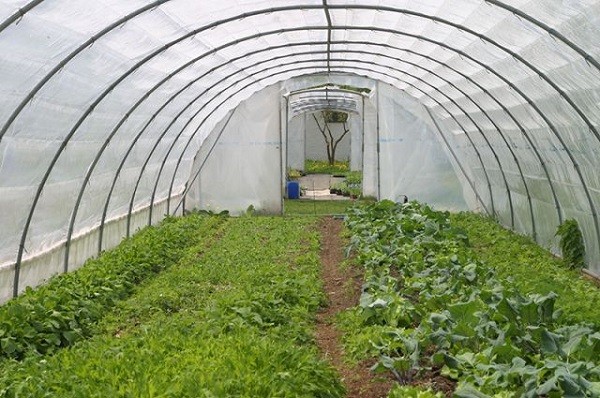 Growing and caring for eggplant in a greenhouse: top dressing and fertilizer