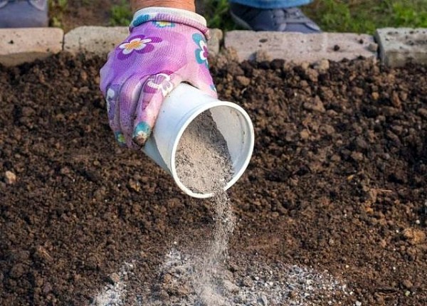 Growing and caring for eggplant in a greenhouse: top dressing and fertilizer