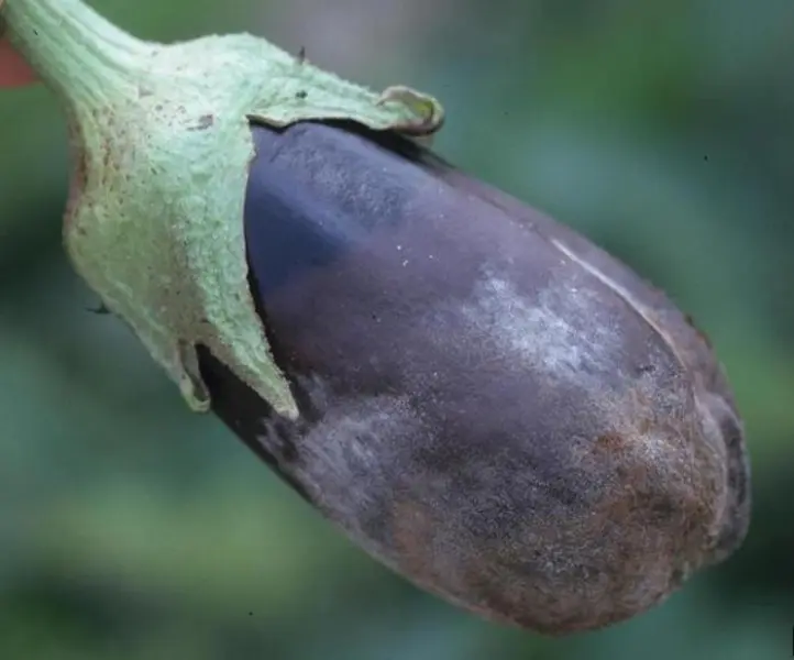 Growing and caring for eggplant in a greenhouse: top dressing and fertilizer