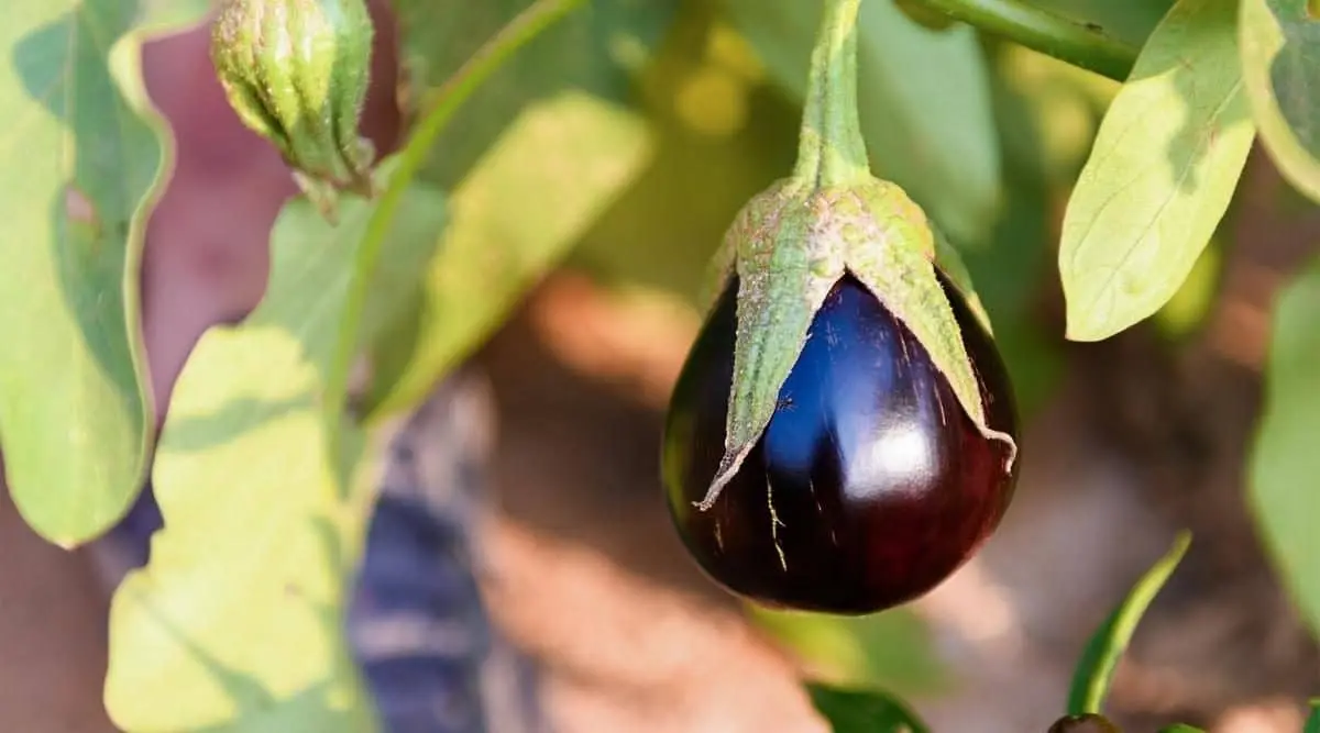 Growing and caring for eggplant in a greenhouse: top dressing and fertilizer