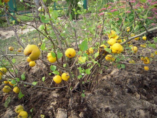 Growing and caring for Japanese chaenomeles (quince) in the Moscow region