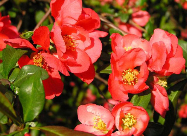 Growing and caring for Japanese chaenomeles (quince) in the Moscow region