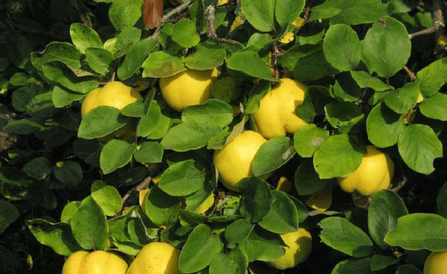 Growing and caring for Japanese chaenomeles (quince) in the Moscow region