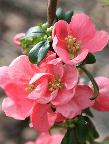 Growing and caring for Japanese chaenomeles (quince) in the Moscow region