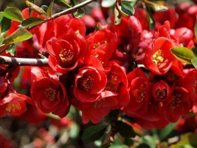 Growing and caring for Japanese chaenomeles (quince) in the Moscow region