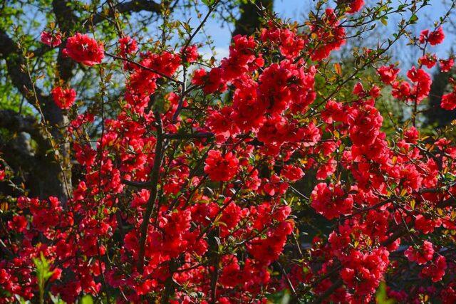 Growing and caring for Japanese chaenomeles (quince) in the Moscow region